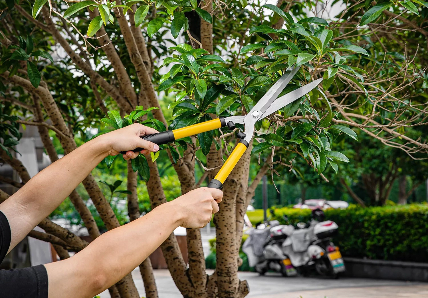 Why do we need gardening shear? - 翻译中...